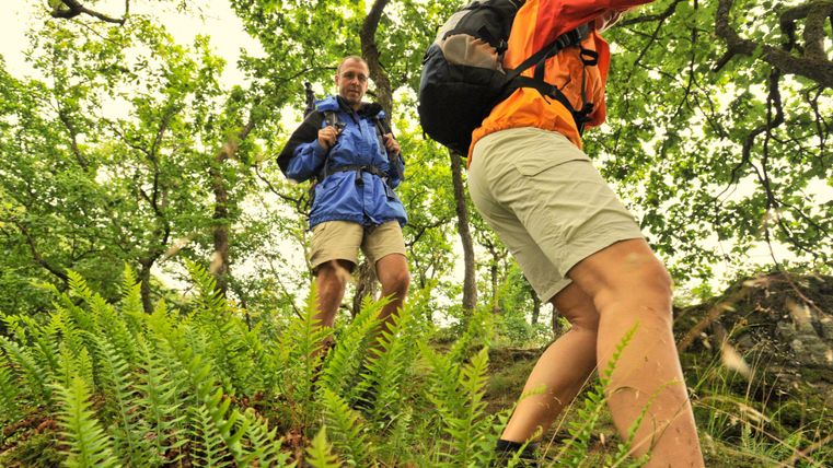 Deux randonneurs explorent un sentier boisé. La végétation est verte et luxuriante, entourée de nombreux arbres.