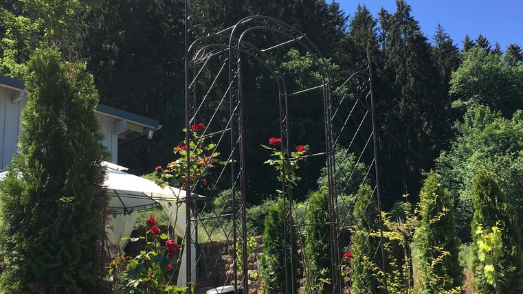Un beau jardin avec une arche de plantes et des roses en fleurs. À l'arrière-plan, on voit du feuillage vert et un ciel bleu.