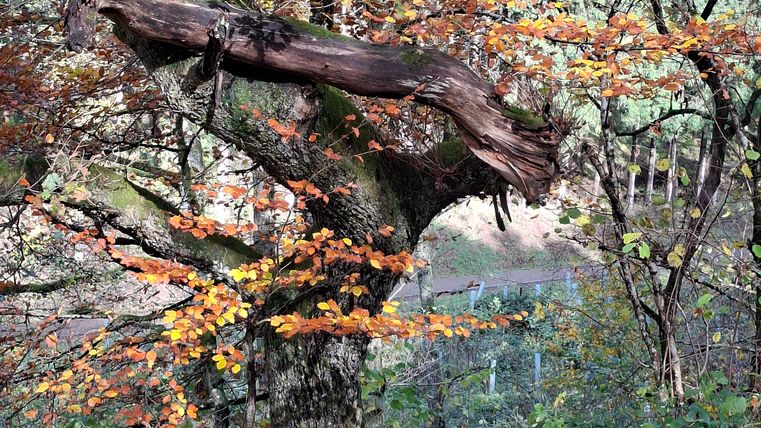 Ein Baum mit herbstlichen Blättern im Wald.