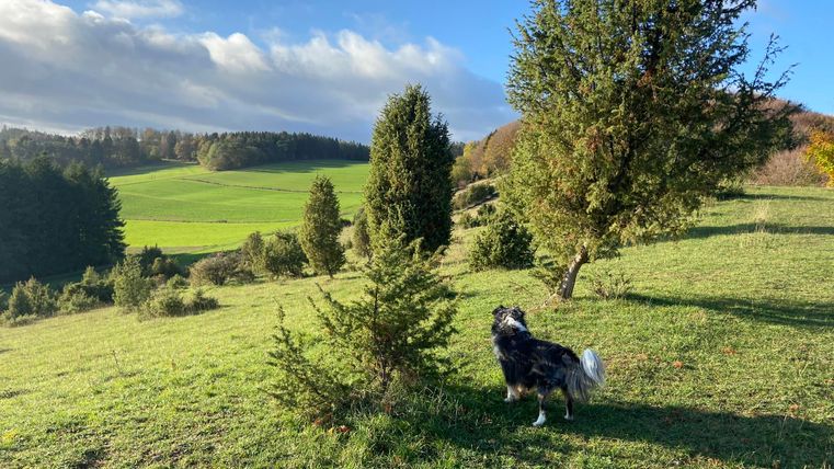 Ein Hund steht auf einer Wiese und schaut in die Ferne. Die Landschaft ist grün mit Bäumen und einem blauen Himmel im Hintergrund.
