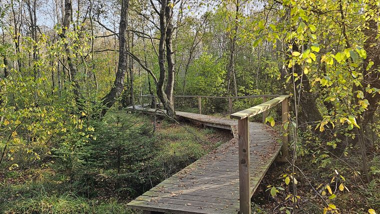 A wooden walkway leads through an autumnal forest with yellow and green leaves.