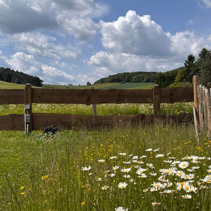 Eine grüne Wiese mit bunten Blumen im Vordergrund und einem Holzzaun. Im Hintergrund sind sanfte Hügel und eine wolkige Himmel zu sehen.