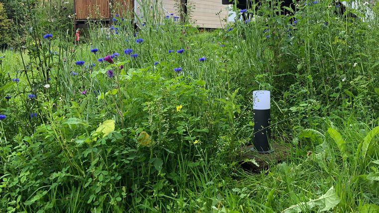 Ein gepflegter Garten mit bunten Blumen und hohem Gras. Im Hintergrund ist ein modernes Haus mit einer Holzterrasse zu sehen.
