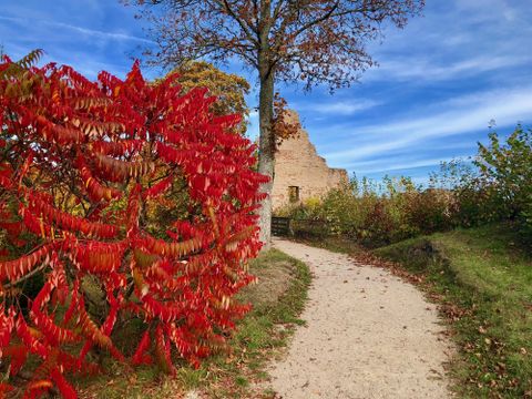 Un chemin mène à une haie décorée de feuilles rouges vers la ruine du château de Löwenburg à Gerolstein sous un ciel bleu éclatant.