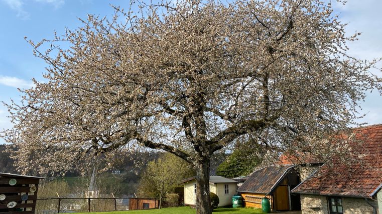 Kirschblüte im April