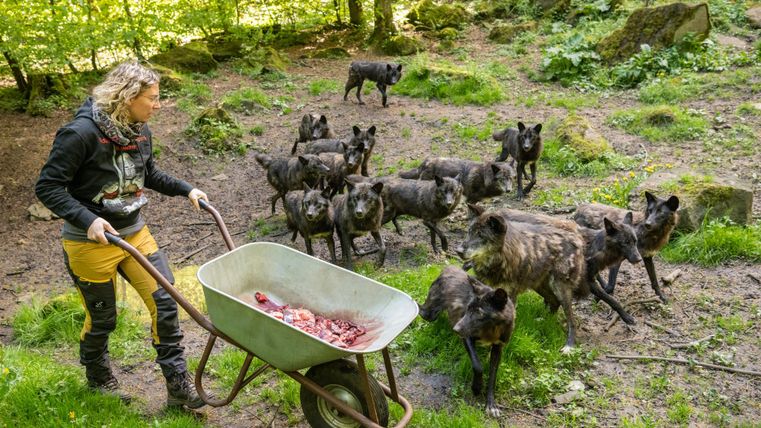 Eine Frau schiebt eine Schubkarre mit Fleisch in einem Waldgebiet. Rundherum bewegen sich mehrere afrikanische Wildhunde.