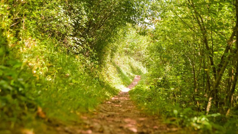 Schmaler mit Laub belegter Waldpfad mitten durch einen dichten Laubwald.