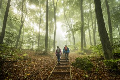 Zwei Personen wandern über eine Holztreppe mitten in einem dichten Buchenwald.