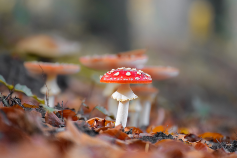 Ein roter Fliegenpilz steht auf dem Boden, umgeben von buntem Herbstlaub. Im Hintergrund sind weitere unscharfe Pilze sichtbar.