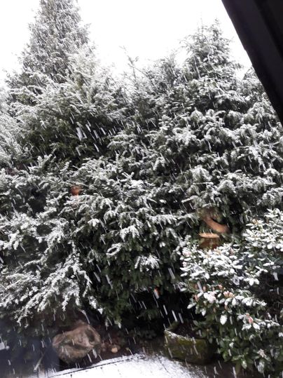 Ein verschneiter Garten mit vielen grünen Bäumen. Der Schnee fällt sanft und bedeckt die Äste.