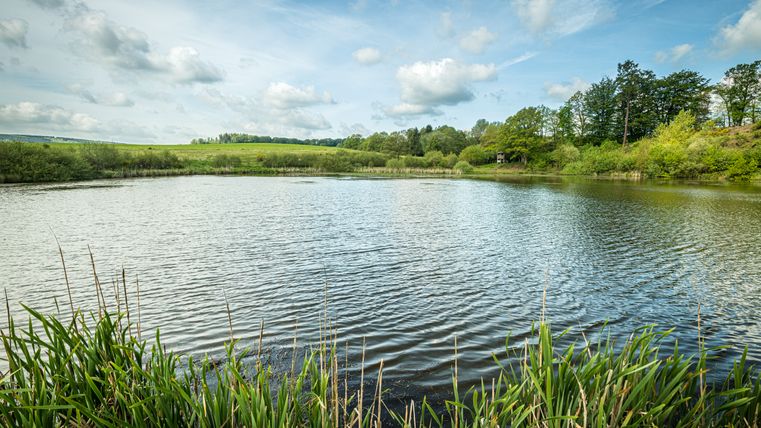 Ruhiger Maarsee mit Schilf im Vordergrund und Bäumen im Hintergrund unter einem bewölkten Himmel.