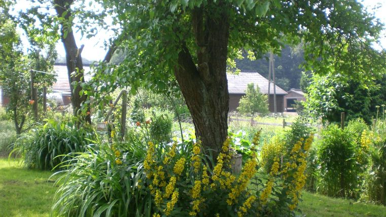 Ein großer Baum mit grünem Laub steht in einem Garten. Um den Baum blühen gelbe Blumen und grünes Gras umgibt ihn.