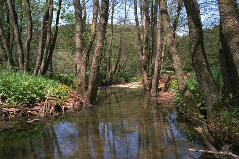 Ein ruhiger Bach fließt durch einen Wald mit hohen Bäumen und grünem Unterholz.