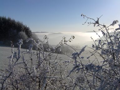 Eingeforene Sträucher im Vordergrund und eine verschneite Wald- und Wiesenlandschaft dahinter.