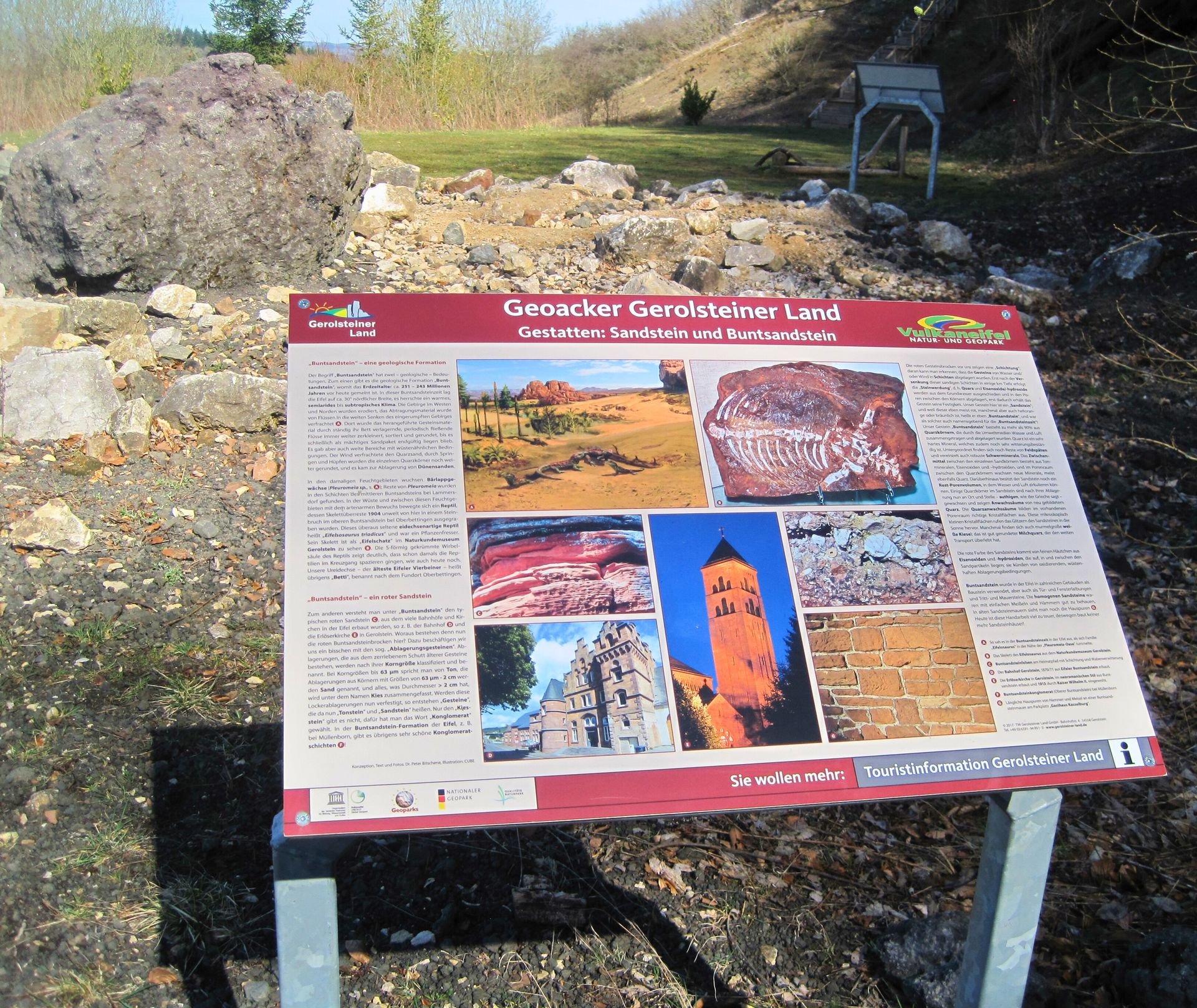 Infotafel am Geoacker Gerolsteiner Land über Sandstein und Buntsandstein, umgeben von Steinen und Natur. Hintergrund zeigt Bäume und Hügel.