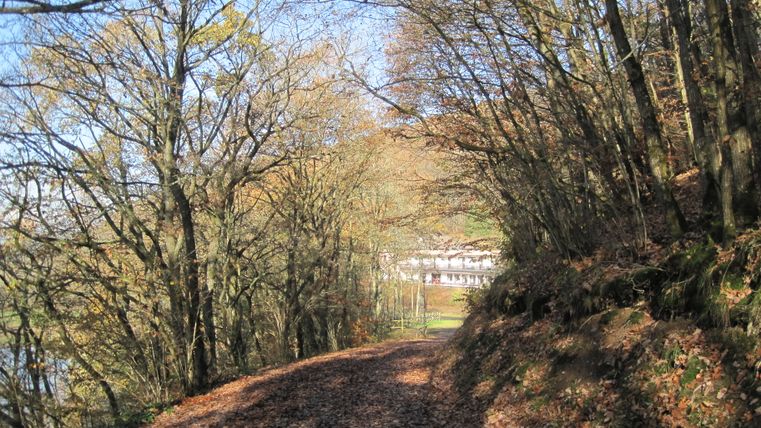 Ein Laubweg im Wald mit kahlen Bäumen und einem Gebäude im Hintergrund.