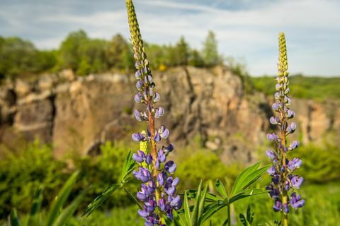 Im Fokus zwei wilde Pflanzen und im Hintergrund die unscharfe Felswand des Vulkangarten Steffeln.