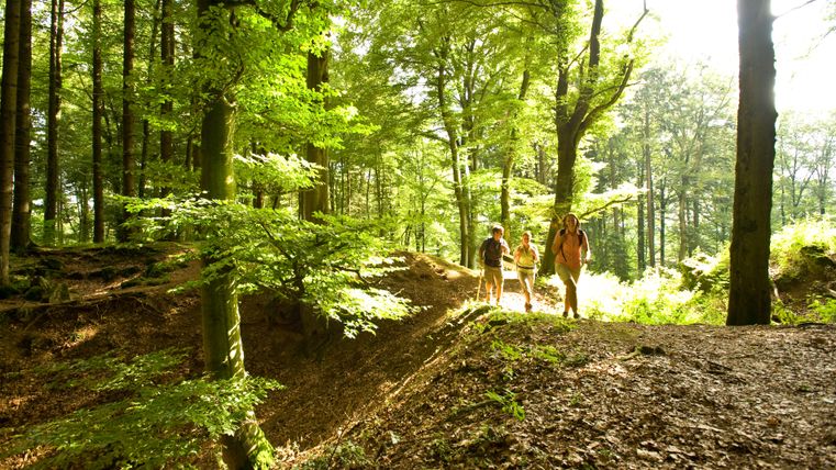 Trois randonneurs sur un chemin forestier dans le Eifelsteig.
