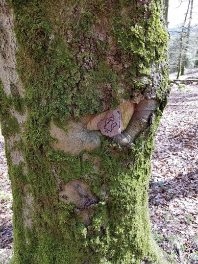 Ein Baumstamm mit grünem Moos und einem eingeklemmten Holzstück. Auf dem Holzstück ist eine Zeichen oder Schrift zu sehen.