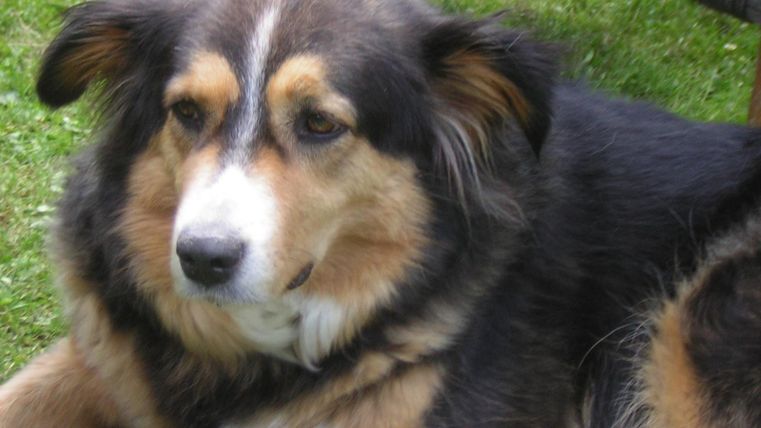 Een rustige hond ligt op het gras. Hij heeft een zachte, bruine en zwarte vacht.