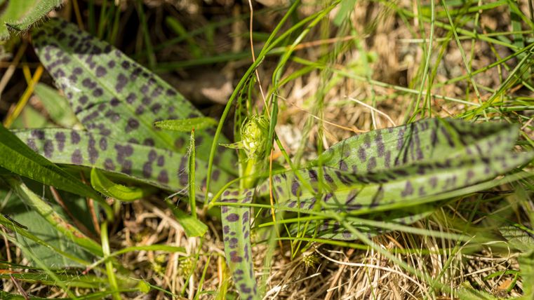Nahaufnahme von grünen Blättern mit dunklen Flecken im Gras.