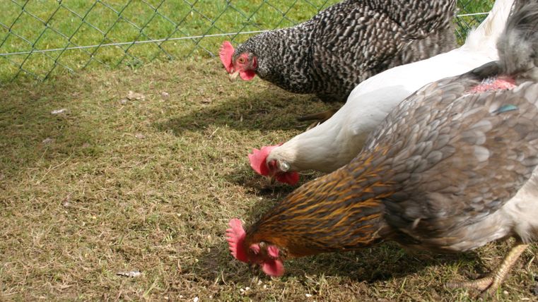 Drie kippen pikken op een weiland. De achtergrond toont een hek en groen gras.