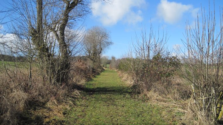 Ein grasbewachsener Weg zwischen kahlen Bäumen und Sträuchern unter blauem Himmel mit Wolken.