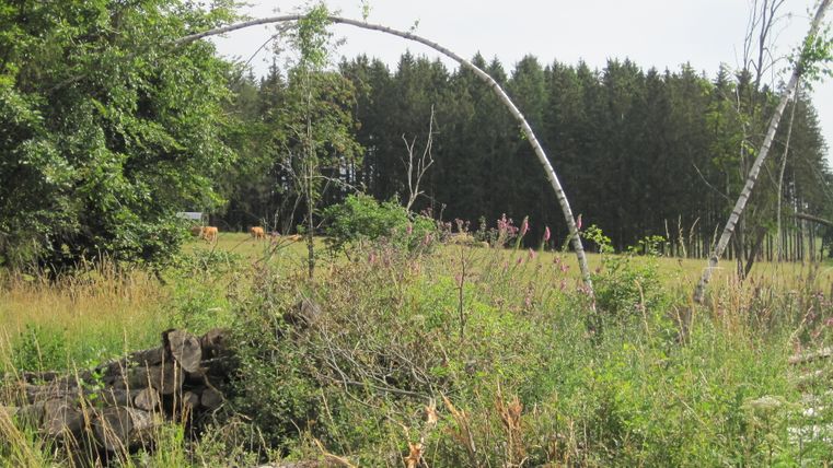 Landschaft mit Wiese, Bäumen und umgestürzten Baumstämmen im Vordergrund.