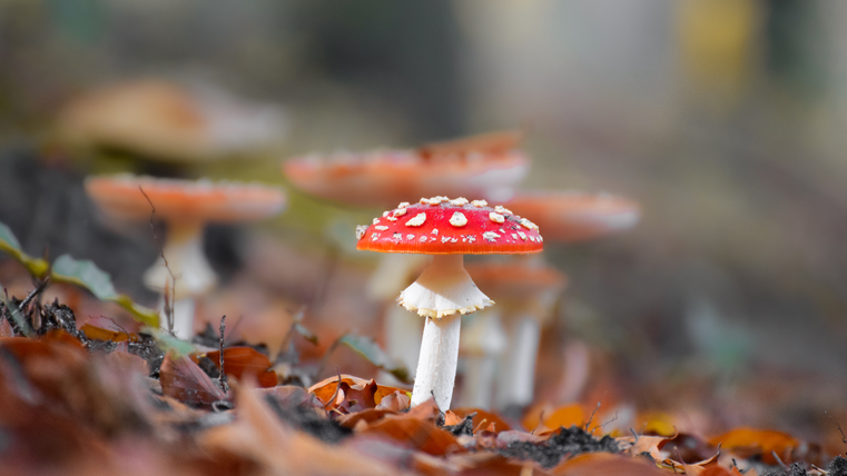 Ein roter Fliegenpilz steht auf dem Boden, umgeben von buntem Herbstlaub. Im Hintergrund sind weitere unscharfe Pilze sichtbar.