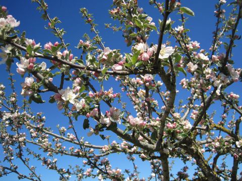 Zweig eines blühenden Obstbaums vor blauem Himmel.