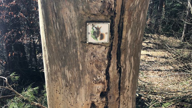 Ein alter Baumstumpf mit einem kleinen Schild im Wald.