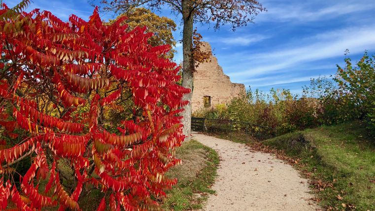 Un chemin mène à une haie décorée de feuilles rouges vers la ruine du château de Löwenburg à Gerolstein sous un ciel bleu éclatant.