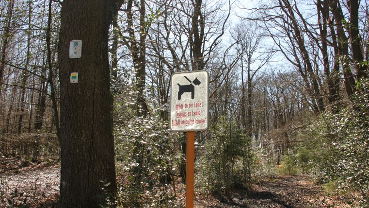 Bospad in de Hoge Venen met bord: honden moeten aangelijnd zijn. Boom met wandelpadmarkeringen.