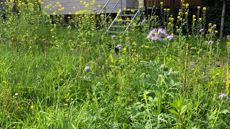 Ein kleines Haus steht inmitten von hohen, grünen Gräsern und bunten Wildblumen. Der Himmel ist klar und es ist sonnig.