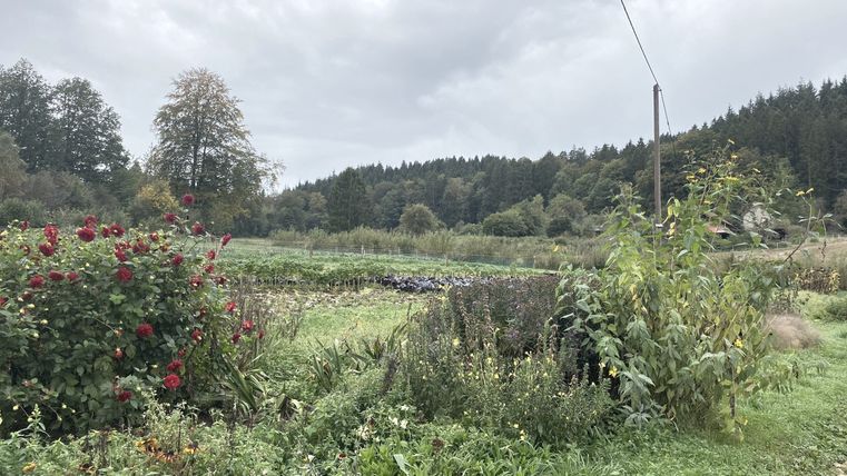 Weitläufige grüne Felder mit verschiedenen Pflanzen umrandet von Wald.