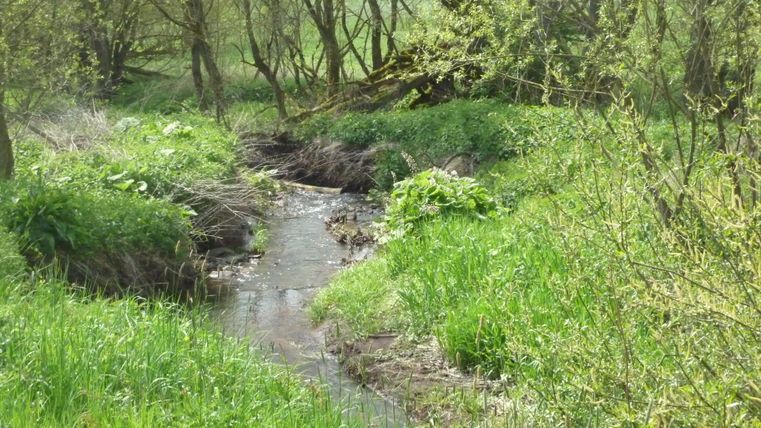 Ein kleiner Bach fließt durch eine grüne, bewaldete Landschaft.
