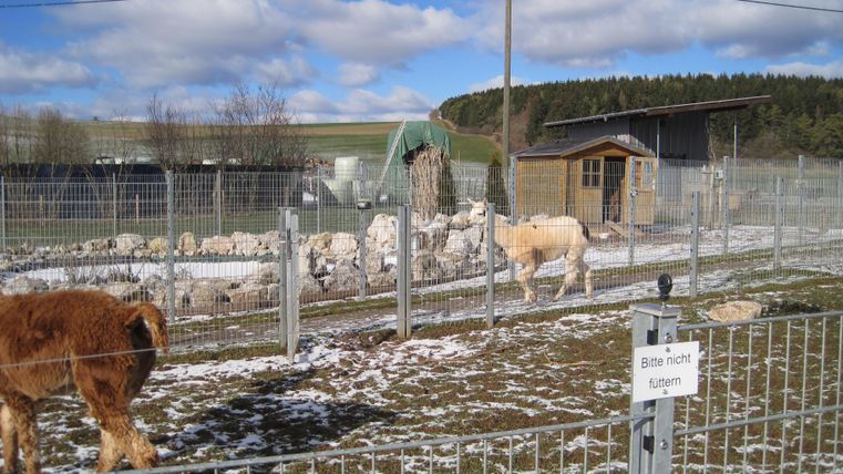 Ein eingezäuntes Gehege mit zwei Alpakas, einem braunen und einem weißen, auf einer schneebedeckten Wiese. Im Hintergrund ein Schuppen und Bäume.