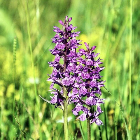 Wilde Orchideen, © Pixabay