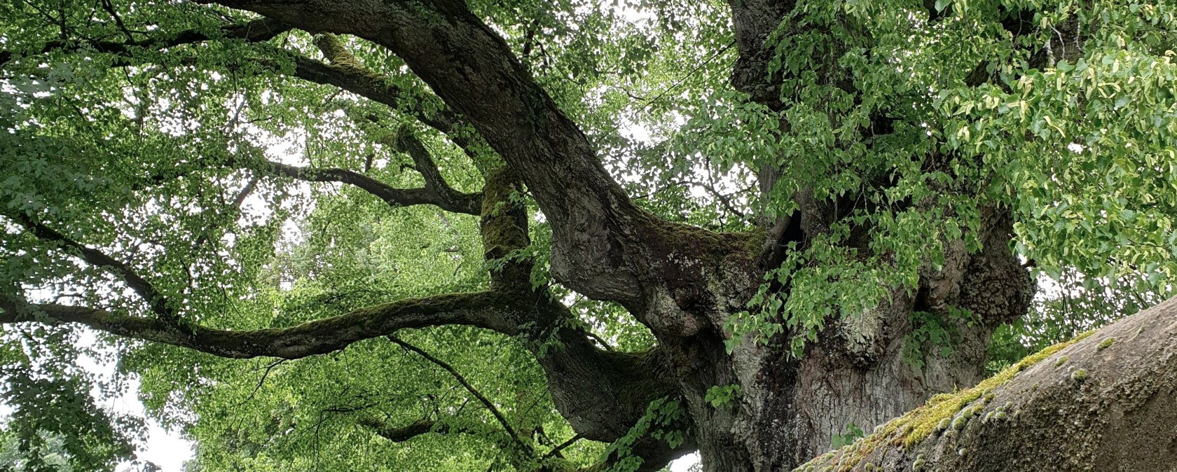 Alte Linde Wiesbaum, © Ruxandra Gericke