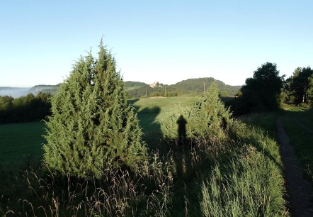 Mein Freund der Baum, &copy; Johannes Munkler