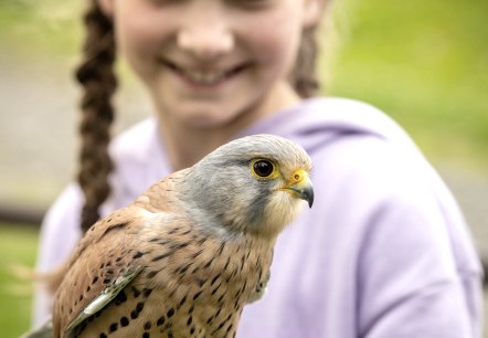 Nahaufnahme eines kleinen Greifvogels mit Gschirr um den F&uuml;&szlig;en und einem gl&uuml;cklichen M&auml;dchen im Hintergrund.