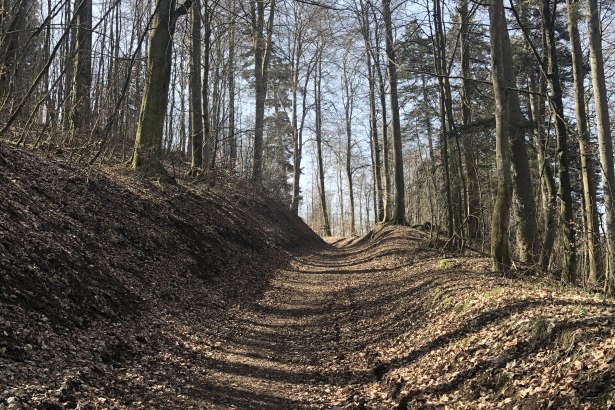 Ein Waldweg im Stadtwald Gerolstein, gesäumt von hohen, kahlen Bäumen unter einem klaren blauen Himmel., © Touristik GmbH Gerolsteiner Land, Leonie Post