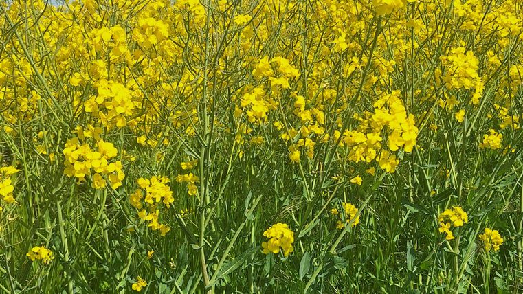 A field with bright yellow rapeseed flowers under a blue sky. The plants stand closely together and appear fresh and lively.