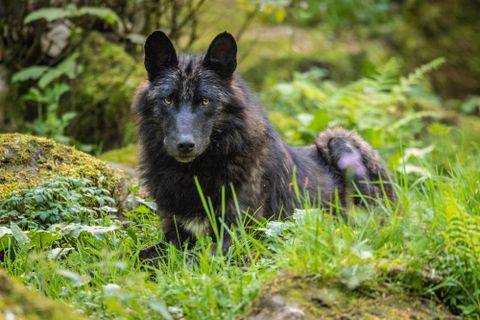 Ein schwarzer Wolf liegt im grünen Gras zwischen Steinen und Pflanzen. Sein Blick ist aufmerksam und fokussiert.