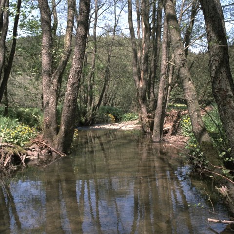 A quiet stream flows through a forest with tall trees and green undergrowth. The sun shines through the leaves., © Touristik GmbH Gerolsteiner Land