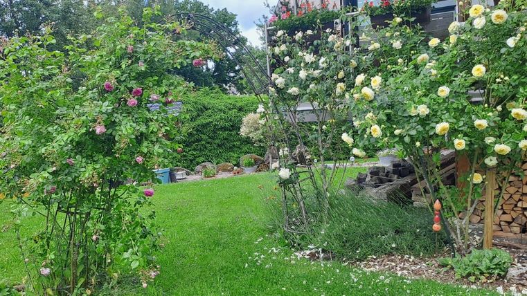 Ein schöner Garten mit bunten Rosenbüschen und einer großen grünen Rasenfläche. Im Hintergrund sind Holzstapel und blühende Pflanzen zu sehen.