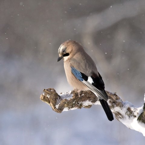 Close-up of a bird sitting on a snow-covered branch. 