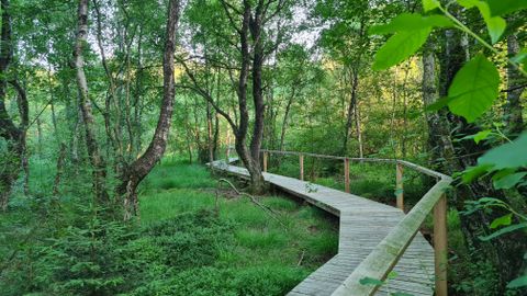 Ein Holzsteg führt durch einen grünen Wald mit dichtem Laub und Bäumen.