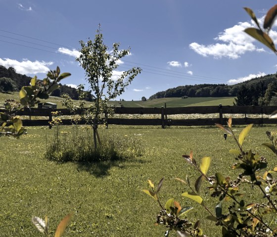 Garten-Panorama