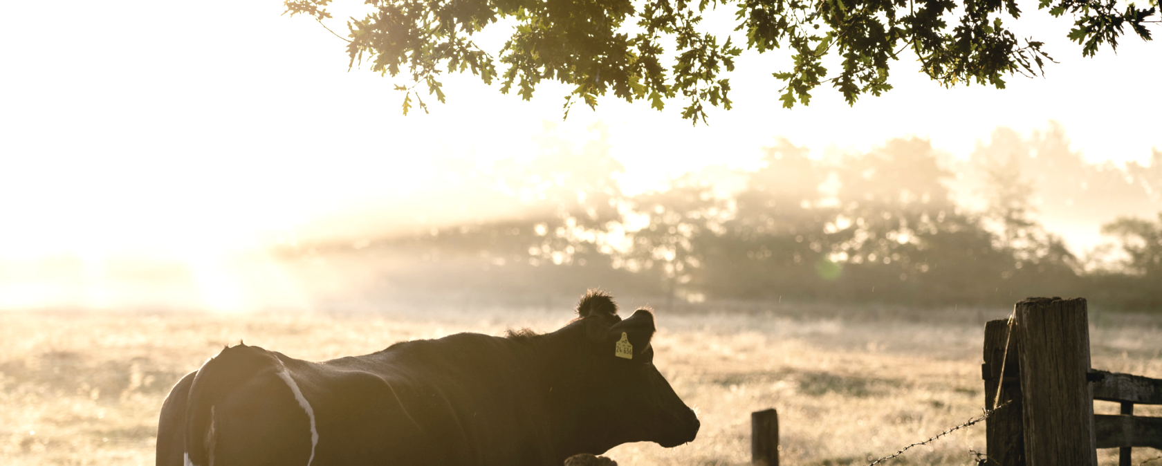 Musterbild Farm, © Canva